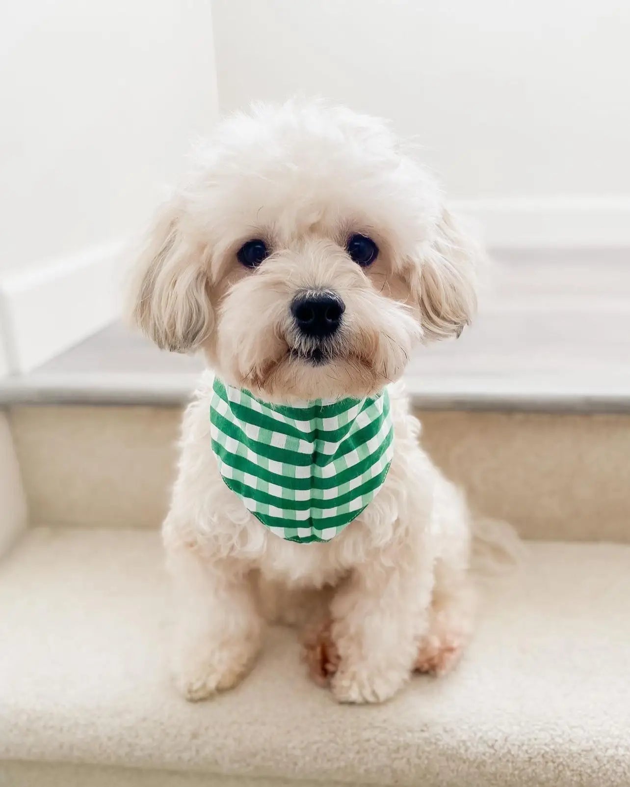 The Paws - Bandana Green Check