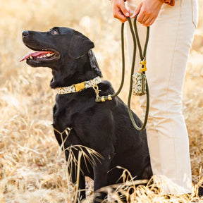 Dog Collar Autumn Leaves