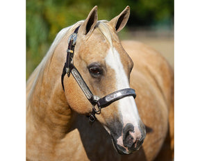 Breyer - Ebony Shines & Charlize Quarter Horse Set