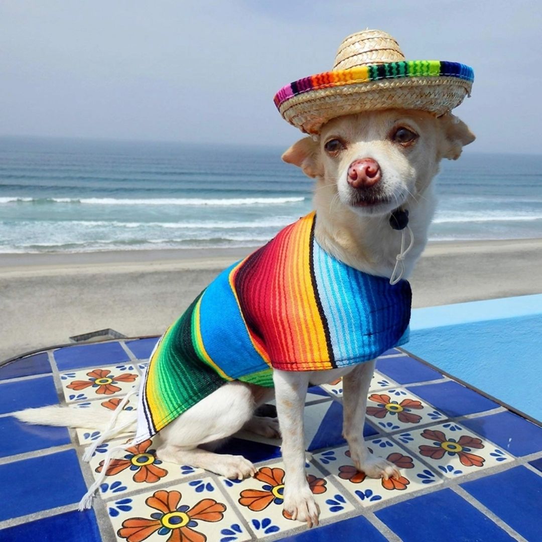 Sombrero for Dogs by Baja Ponchos-Southern Agriculture