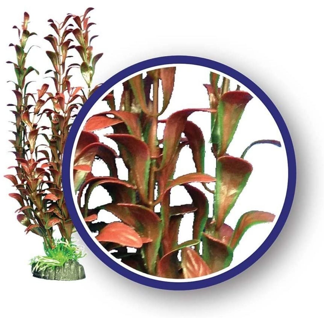 Red Hygrophilia Aquarium Plant-Southern Agriculture