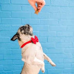 Dog Bow Tie Ruby