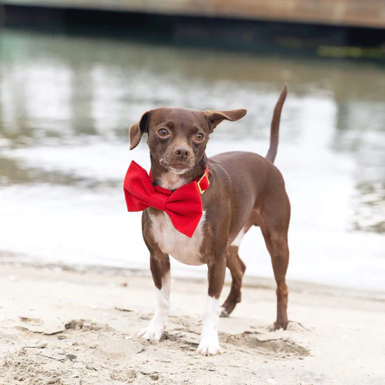 Dog Bow Tie Ruby