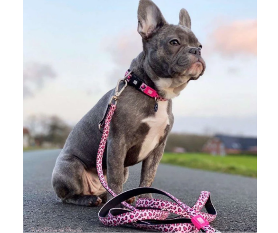 Max and Molly Smart ID Pink Leopard Adjustable Dog Collar-Southern Agriculture