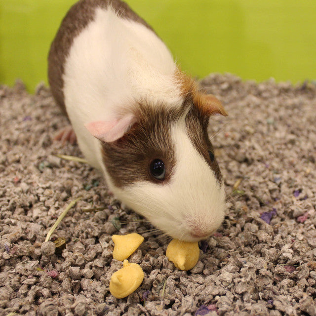 Orange Drops For Guinea Pigs In Pouch