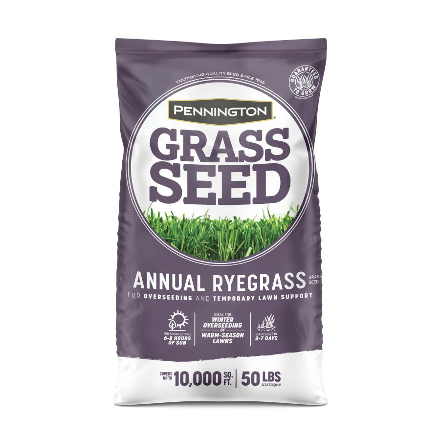 Grass Seed Annual Ryegrass